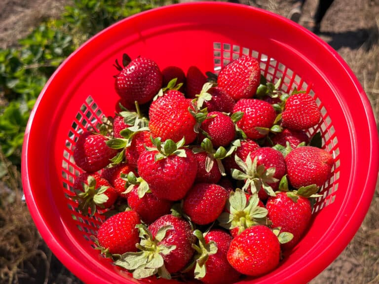 Luscious, ripe strawberries freshly picked at Pecan Creek Strawberry Farm.