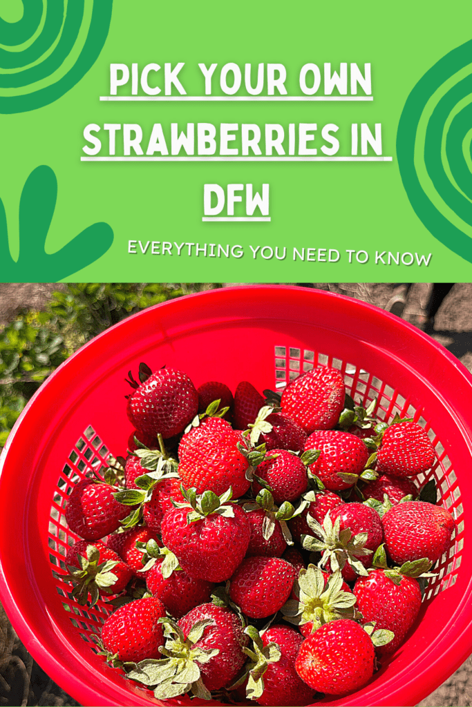best strawberry picking near me; Dallas Strawberry Picking