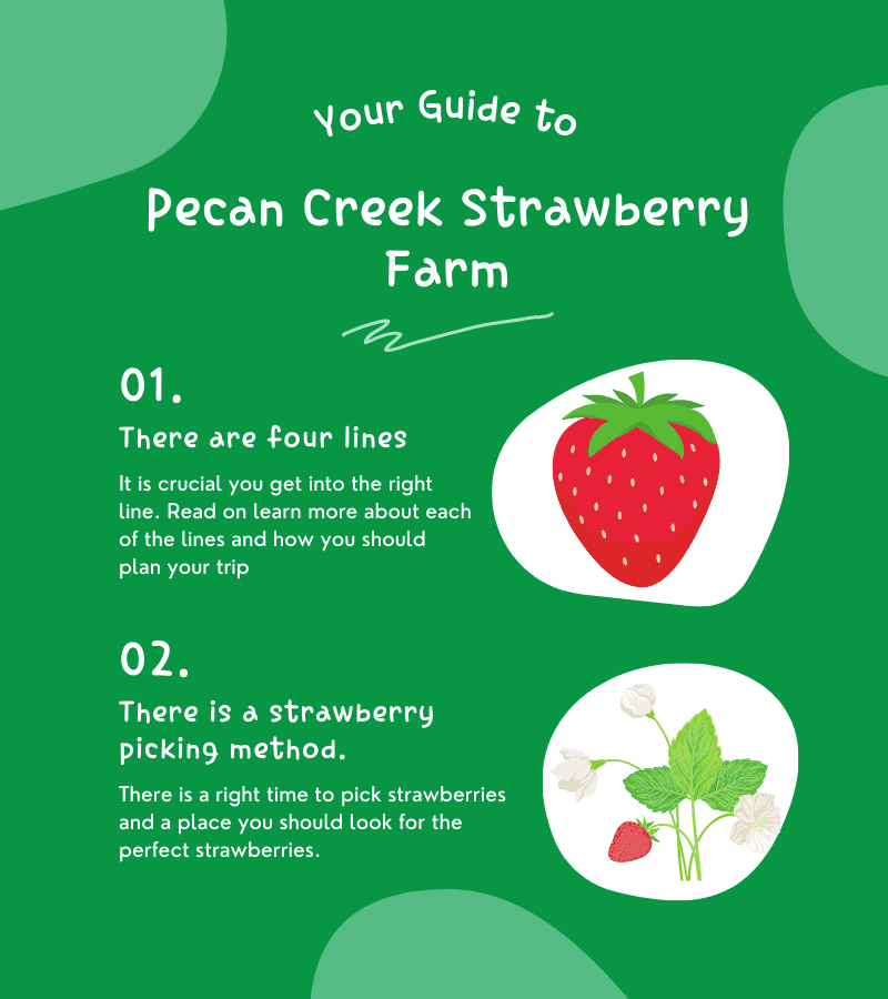 farms in Dallas; Dallas strawberry picking