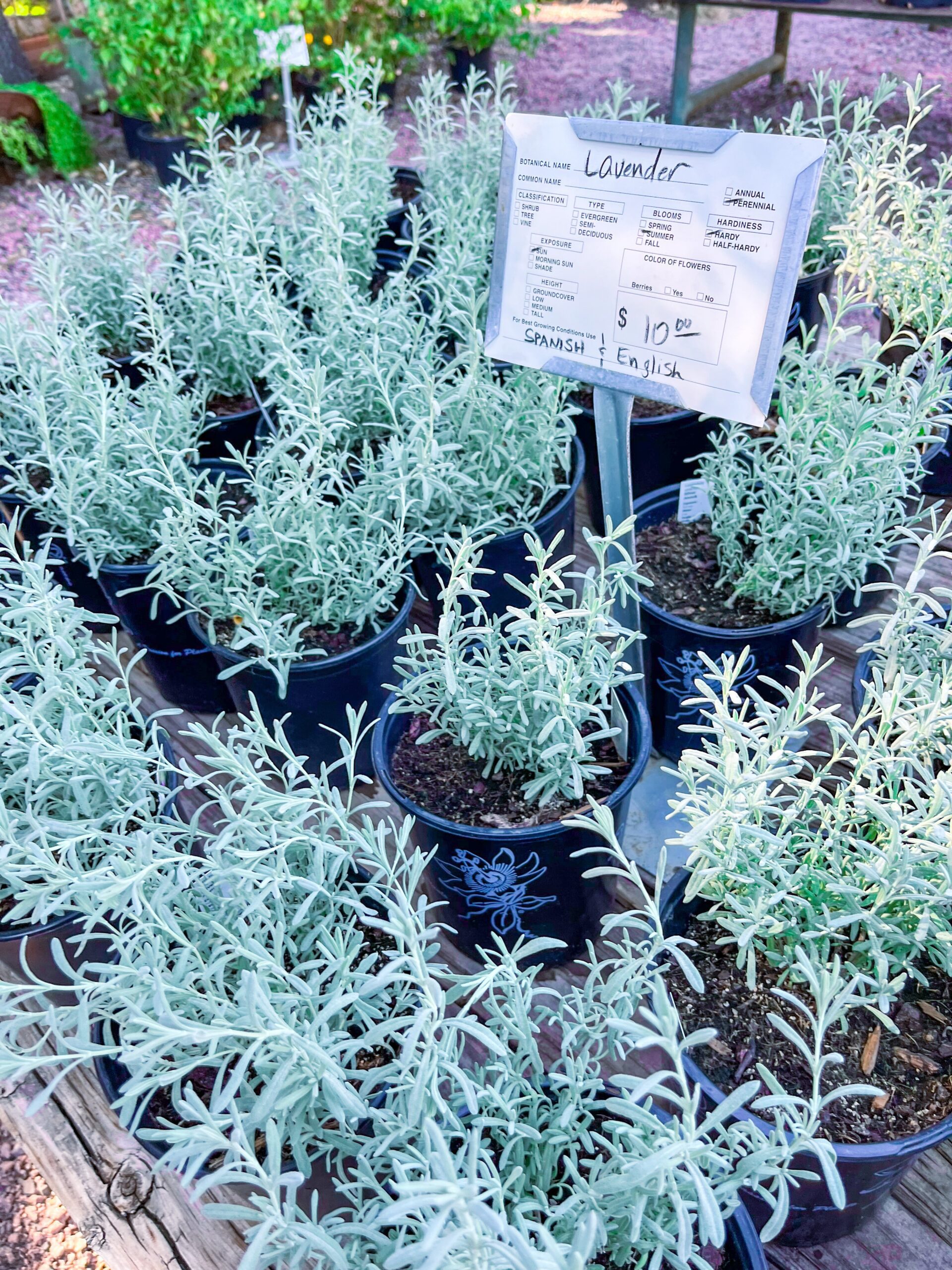 Green lavender plants displayed for sale at Lavender Ridge Farms in Texas.