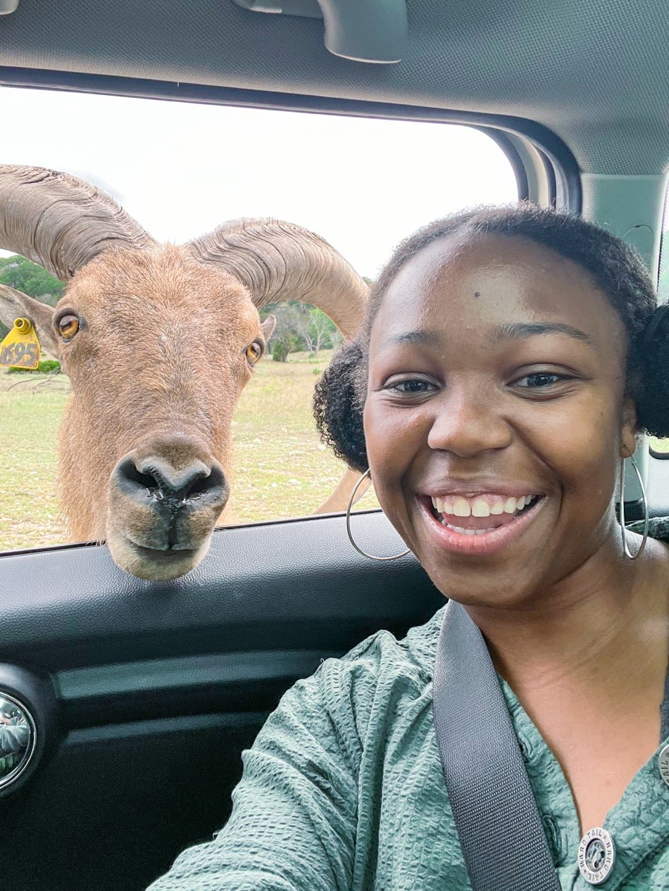 Young lady smiling at the camera while a ram pokes his head into her car through the open window at Fossil Rim, a safari near Dallas. Another great reason Dallas is worth visiting.