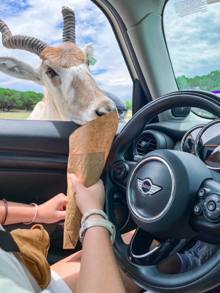 fossil rim wildlife center