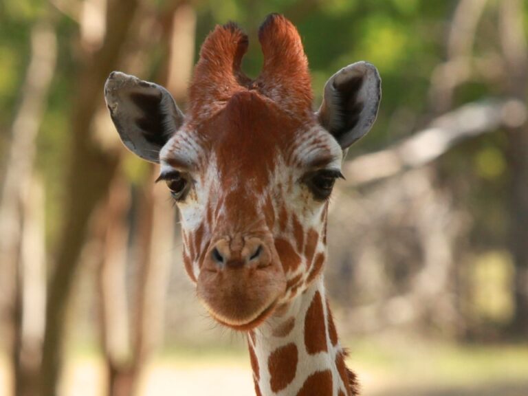 Beautiful Giraffe at Fossil Rim, near Dallas Texas. Another good reason why dallas is worth vising.