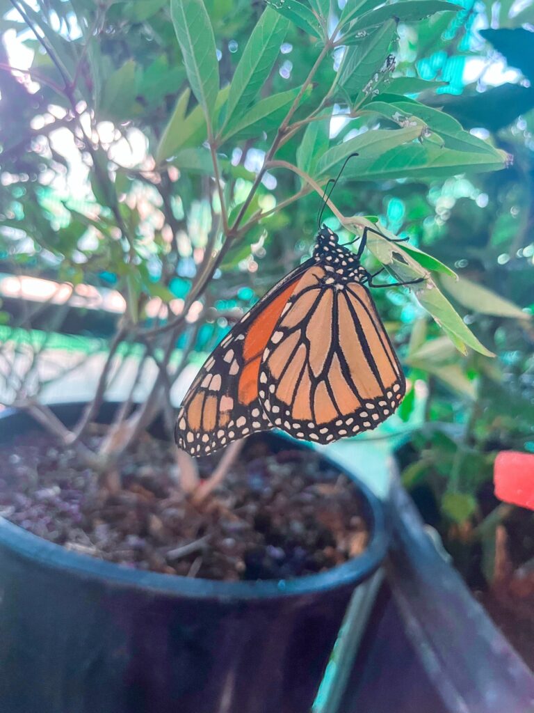Monarch Butterfly on plant. Butterflies in Dallas