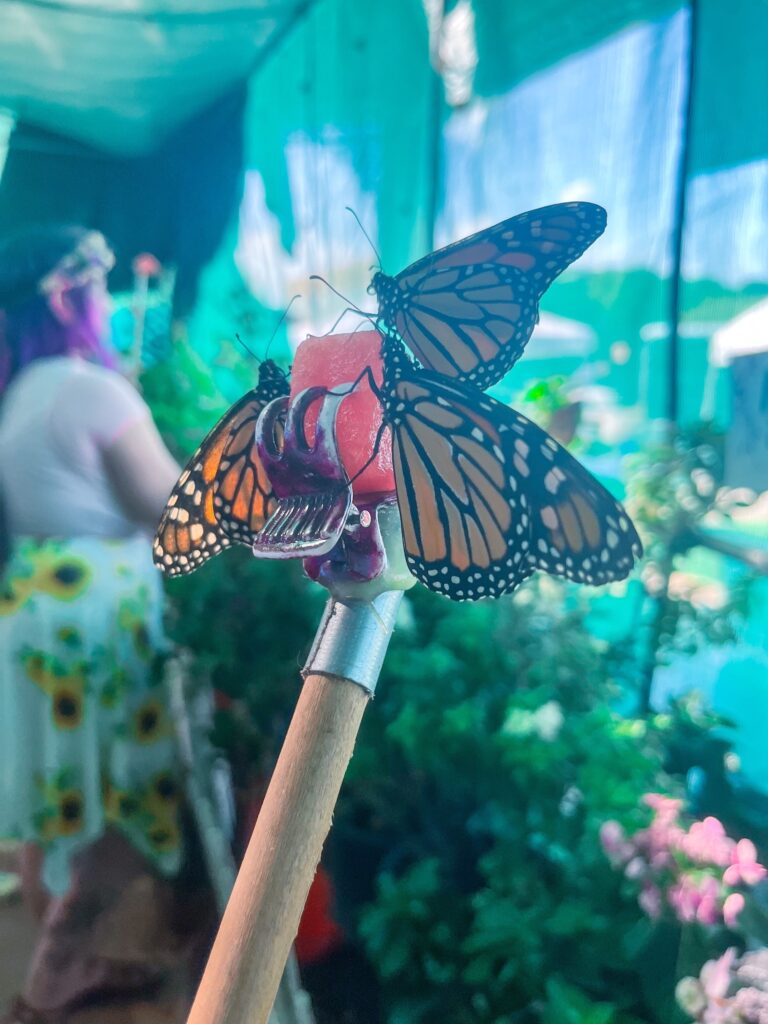 Butterfly eating Fresh watermelon. Butterflies in Dallas