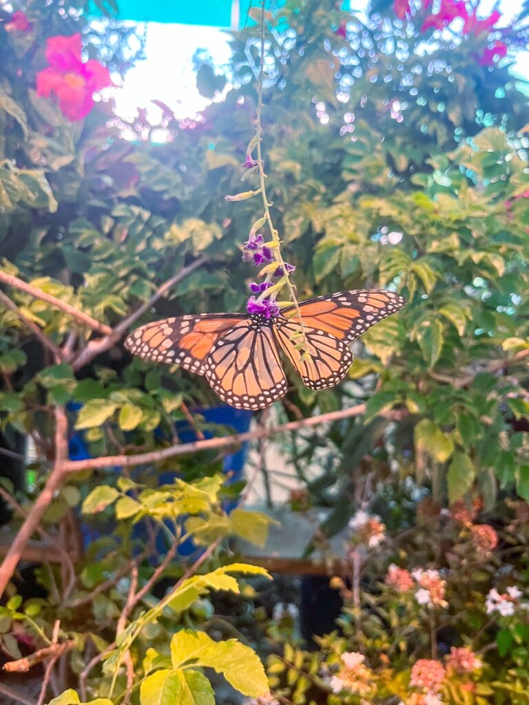 butterfly alight on flowering plant. butterfly garden Texas