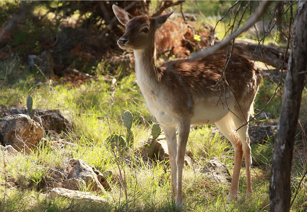fossil rim in texas