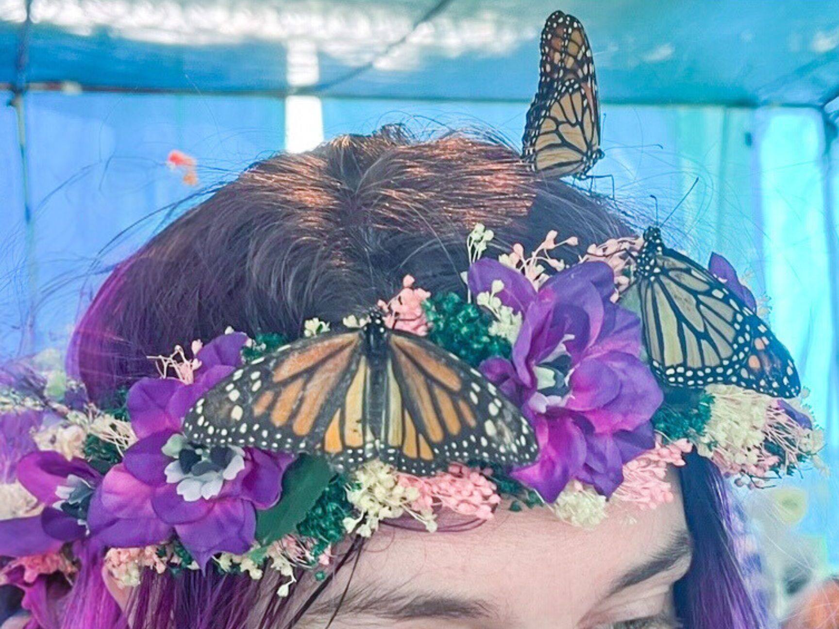 Butterfly festival near me 
