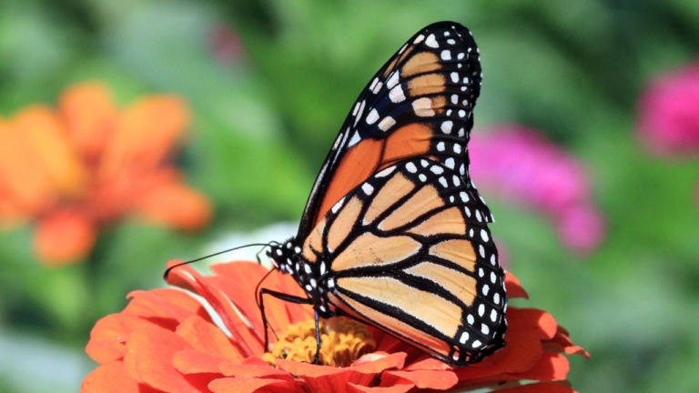 Butterflies in Dallas: An Astonishing Local Festival