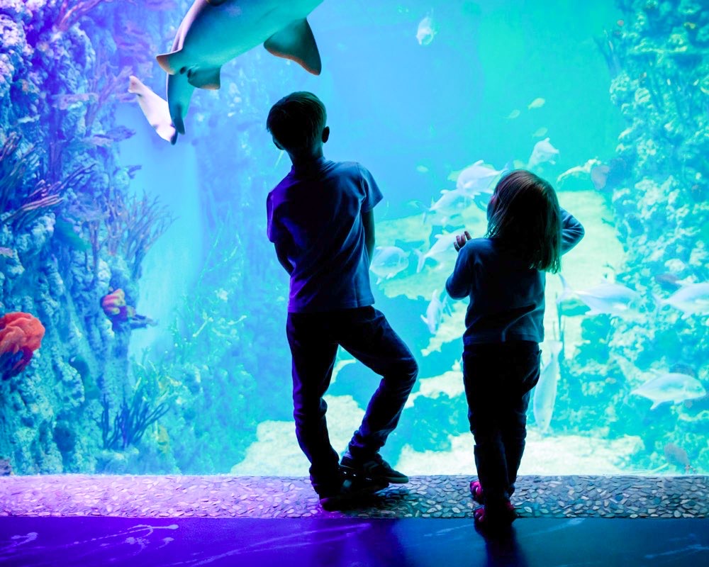 is the dallas world aquarium worth visiting? Yes. Two young children staring into large aquarium.
