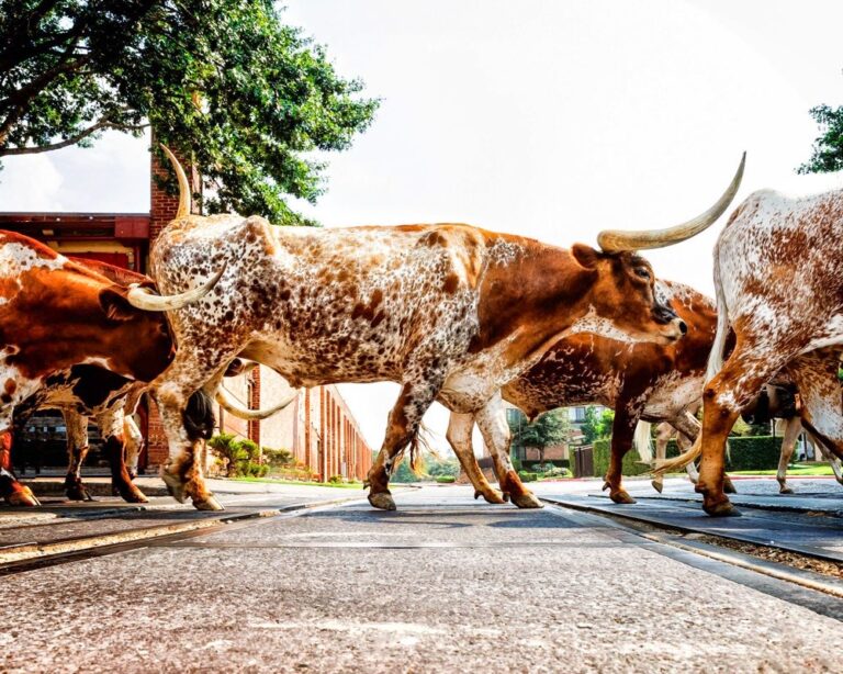 A herd of longhorn cattle moves through the Fort Worth Stockyards in a traditional cattle drive, highlighting why Dallas is worth visiting.