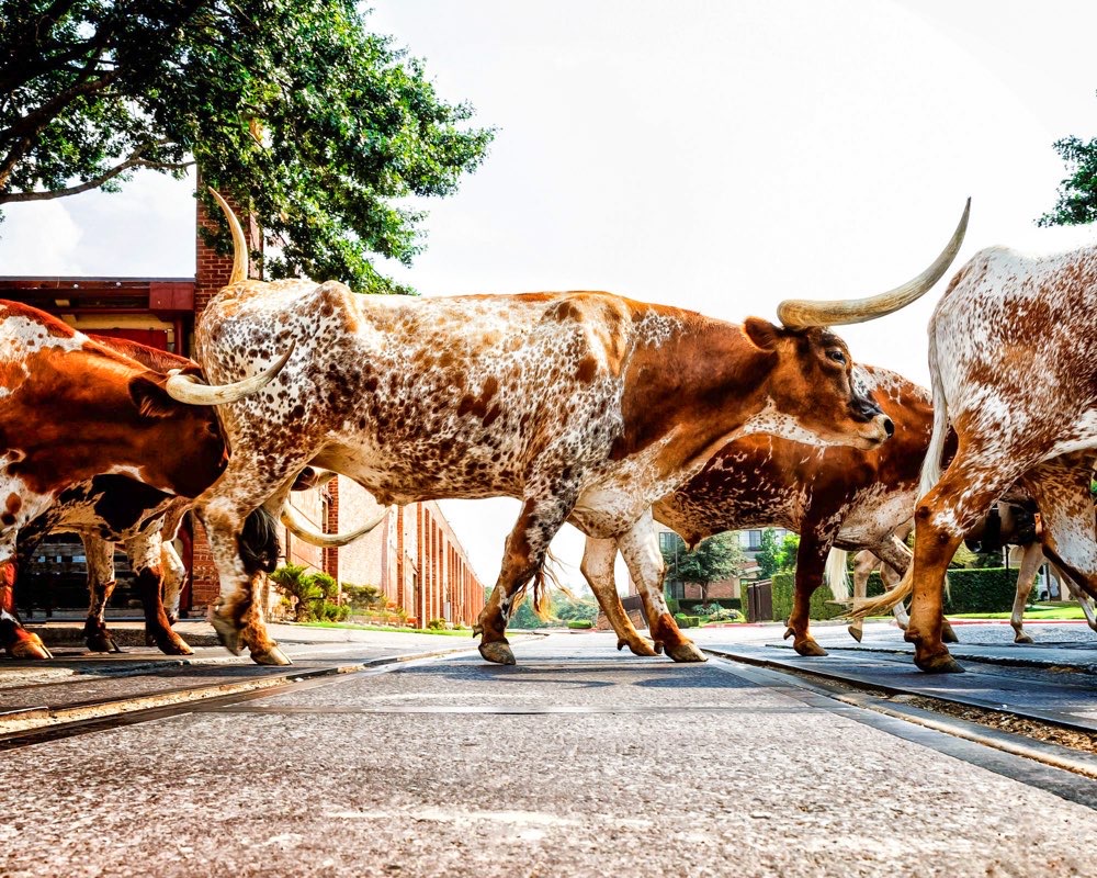 A herd of longhorn cattle moves through the Fort Worth Stockyards in a traditional cattle drive, highlighting why Dallas is worth visiting.