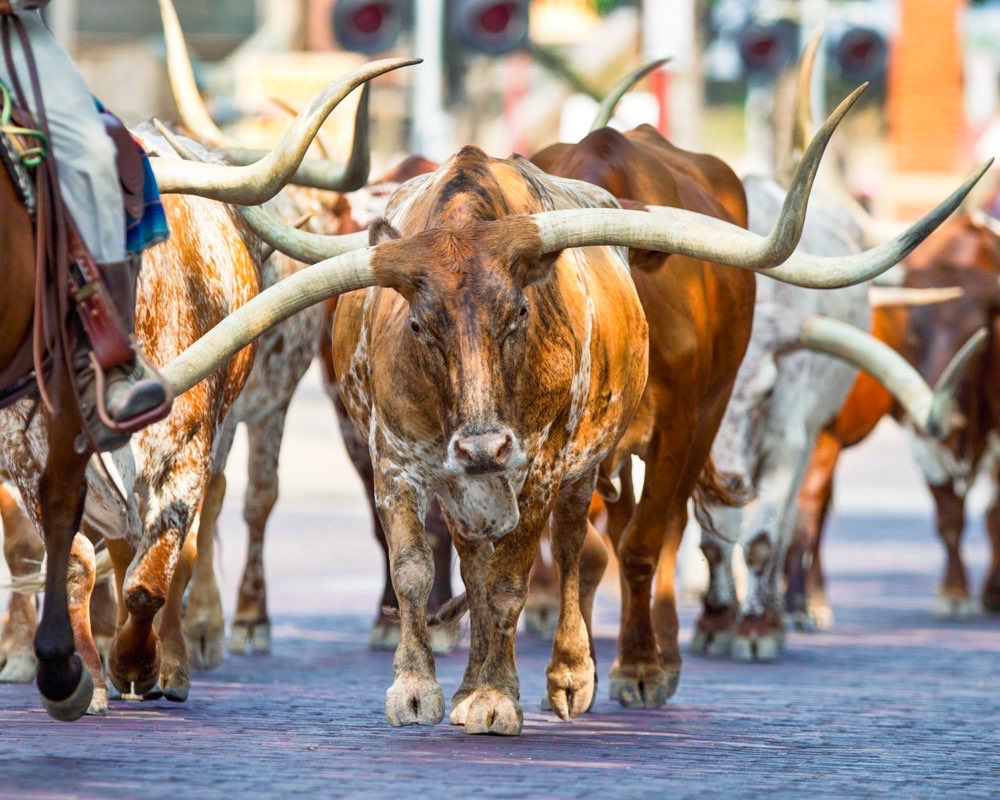 Herd of cattle at Fort Worth Stockyards cattle drive on a Dallas itinerary