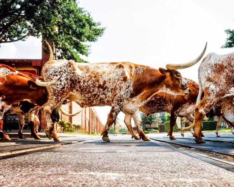 The Best Time to Visit Fort Worth Stockyards