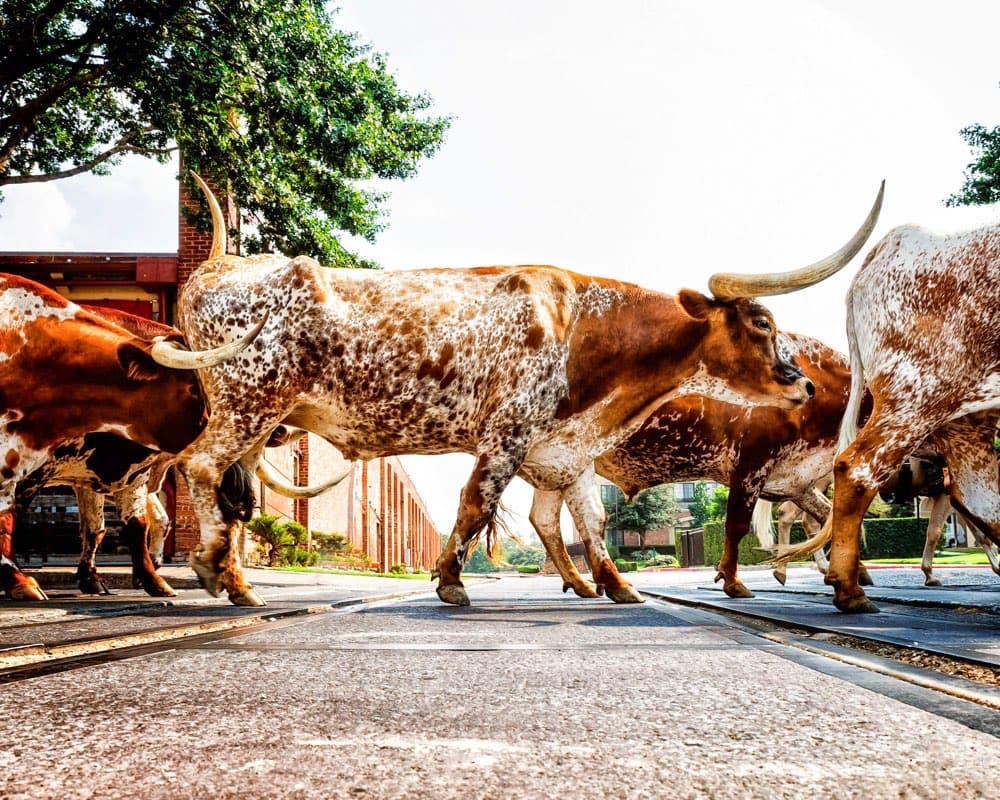 The Best Time to Visit Fort Worth Stockyards