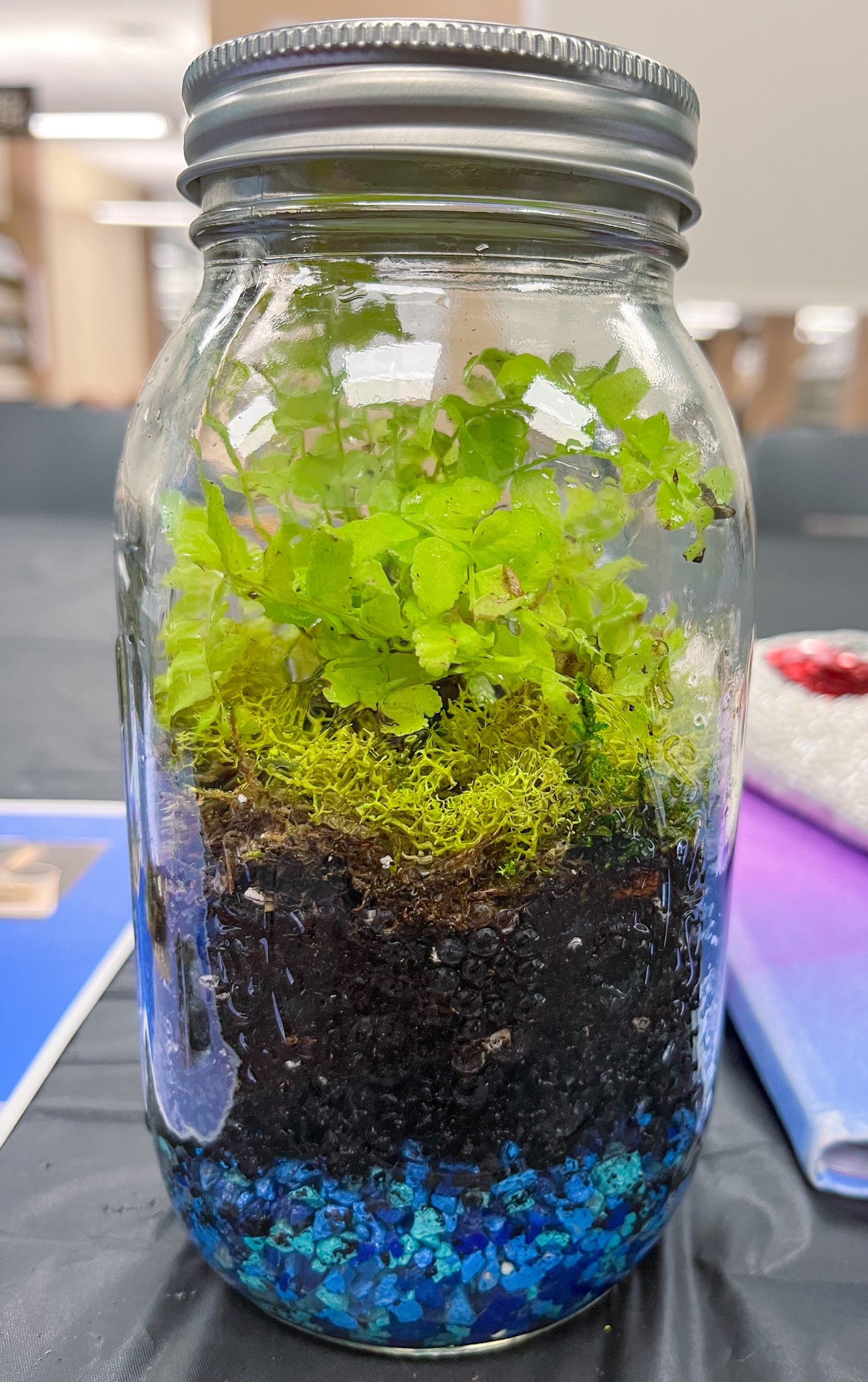 Terrarium project completed at the Lewisville branch library