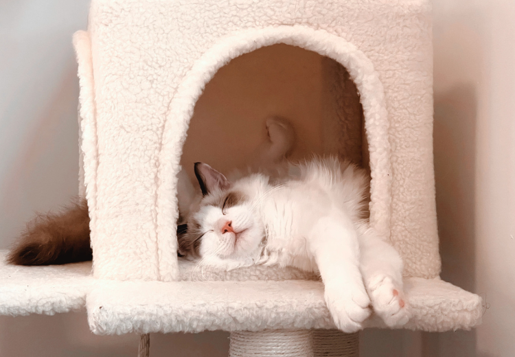 Fall in Love with a Dallas Cat Café!