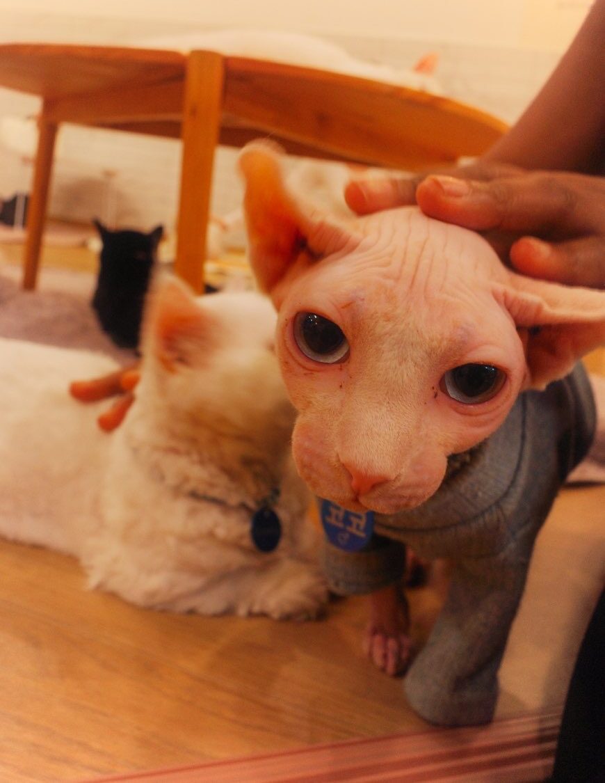 hairless cat at Korean cat café - cat café lounge