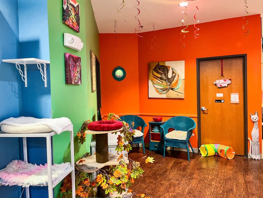 cat playroom with cat toys and orange and green walls at Dallas cat café 