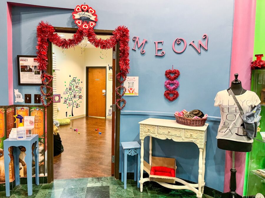 cat playroom with light blue walls at Dallas cat café, with various furniture pieces for cats to play on