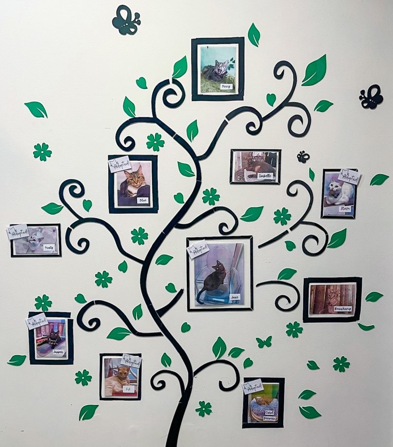 Wall of cat photos showing adopted and available cats at Dallas cat café 