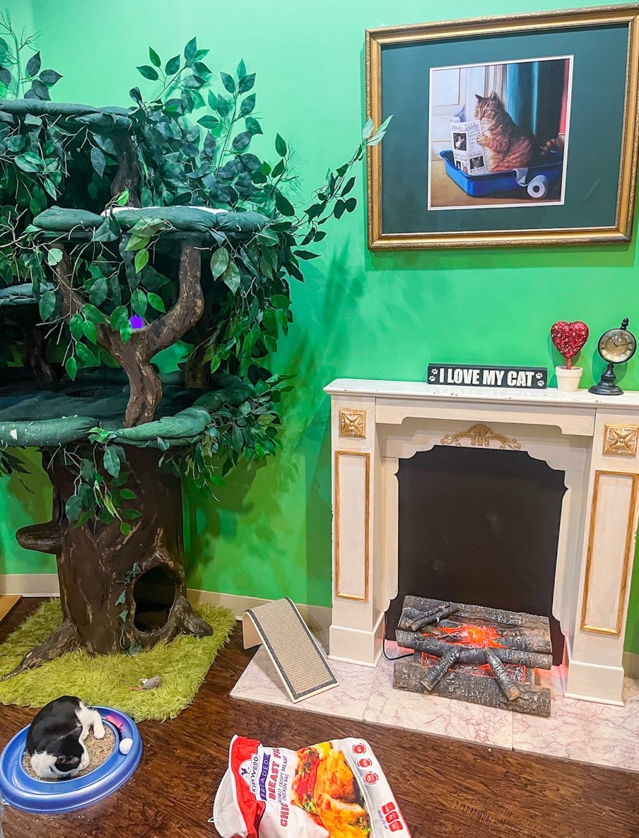cat gym play area at Cat café in Dallas