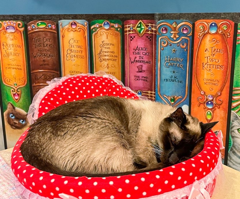 beautiful cat sleeping in bed at Charming Cat café in Dallas