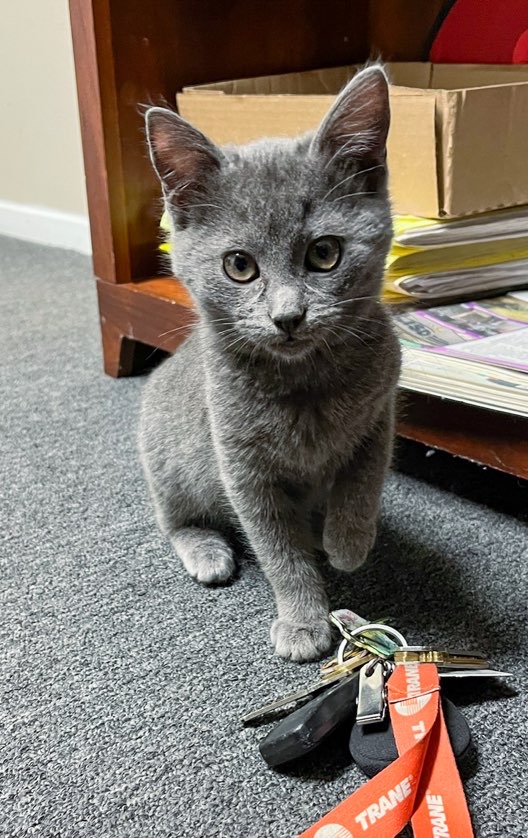rescued kitten - Dallas cat café