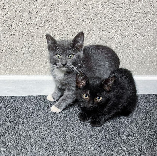rescued kittens named Fury and Midnight - Dallas cat café 