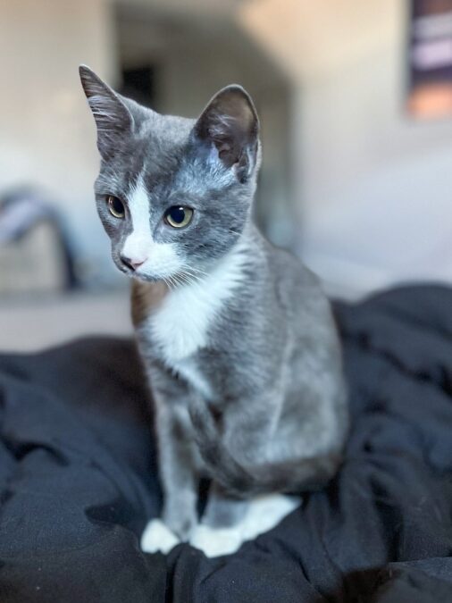 rescued kitten named Biscuit - Dallas Cat Café 