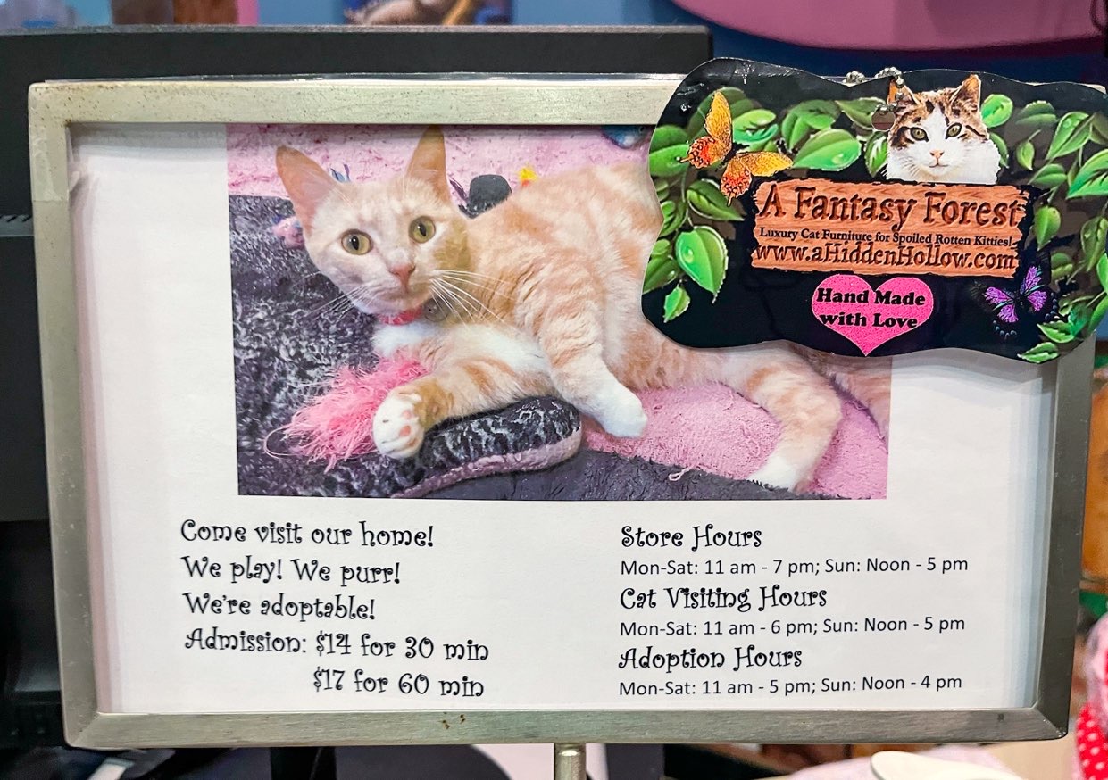 cat café dallas visiting rules and info regarding café for guests
