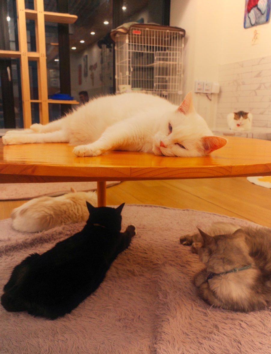 rescued cats for adoption at Korean cat café - cozy cat café 