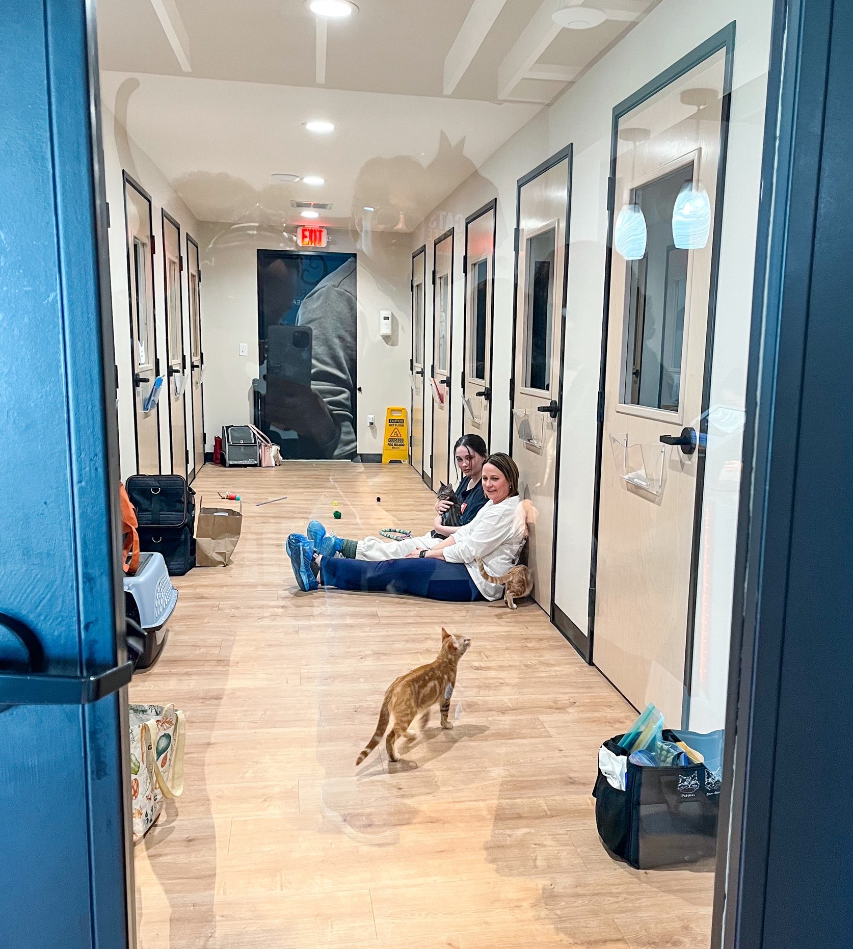two young ladies sitting and interacting with cats at Dallas Cat café 