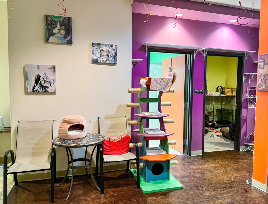 cat playroom at Dallas Cat Café 