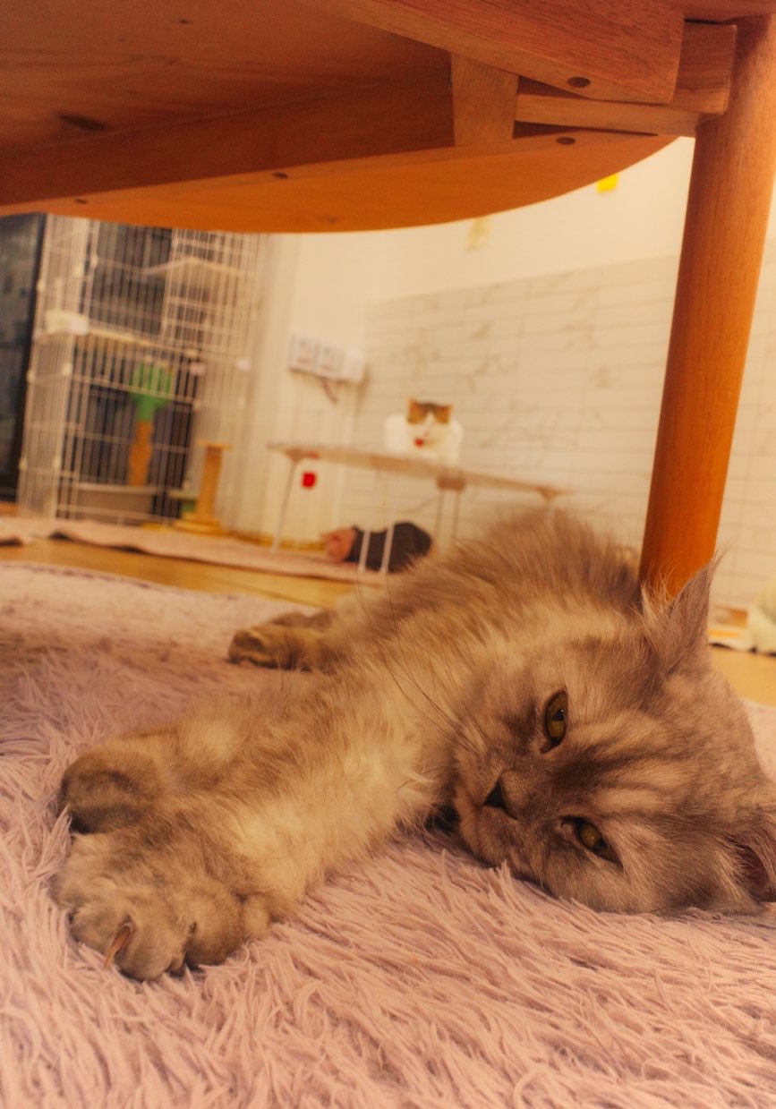 cat available for adoption at Korean cat café - cozy cat café 