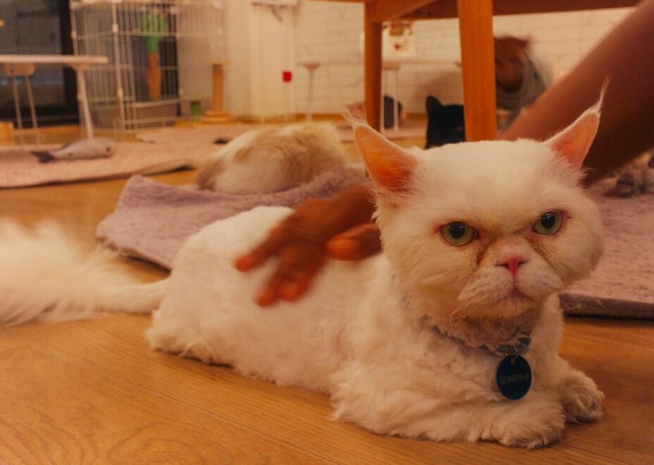 grumpy cat at Korean cat café - cozy cat café 