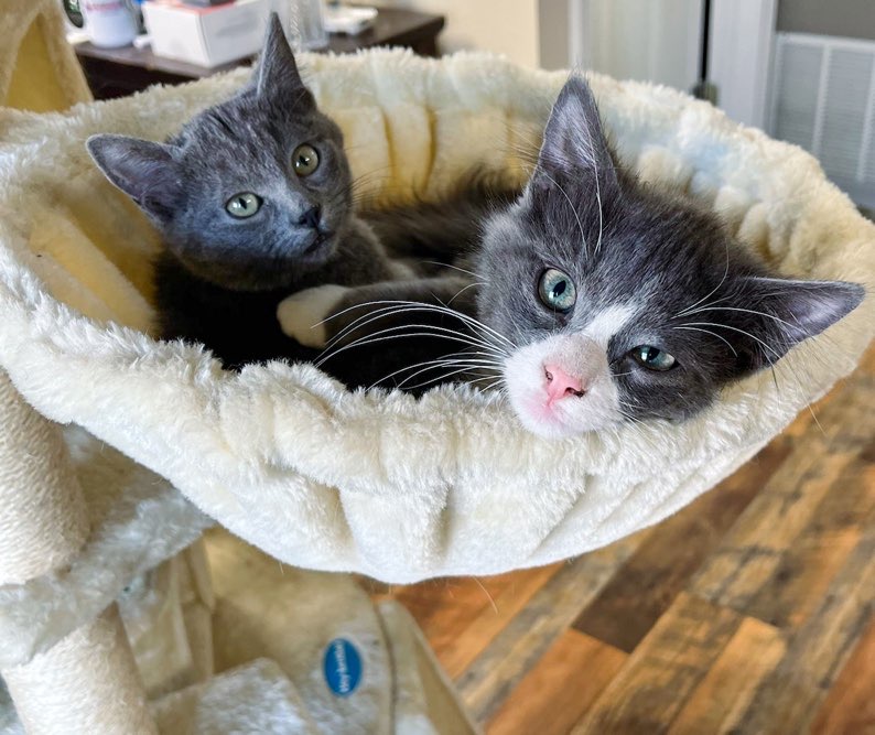 rescued kittens named Dominoe and Zara - Dallas Cat Café 
