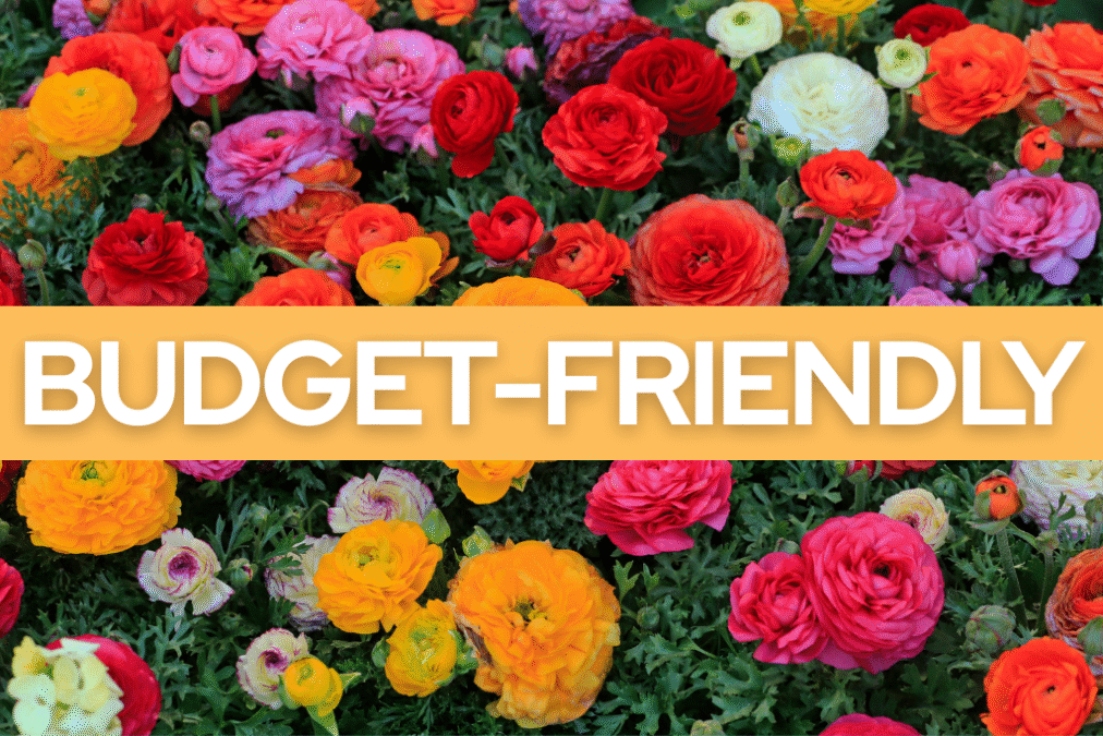 Budget friendly things to do in Dallas.