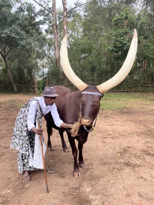 Cow in Nyanza, Rwanda