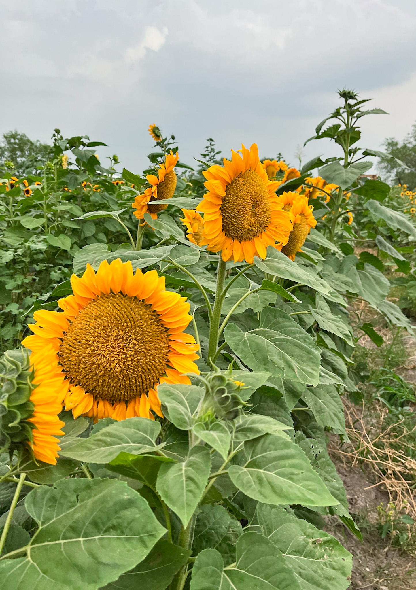 Sunflowers in a field near Dallas.