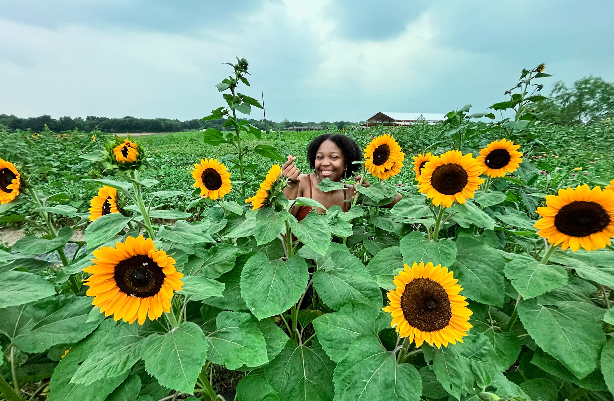 A woman peeking out from among blooming sunflowers at a sunflower field near Dallas.