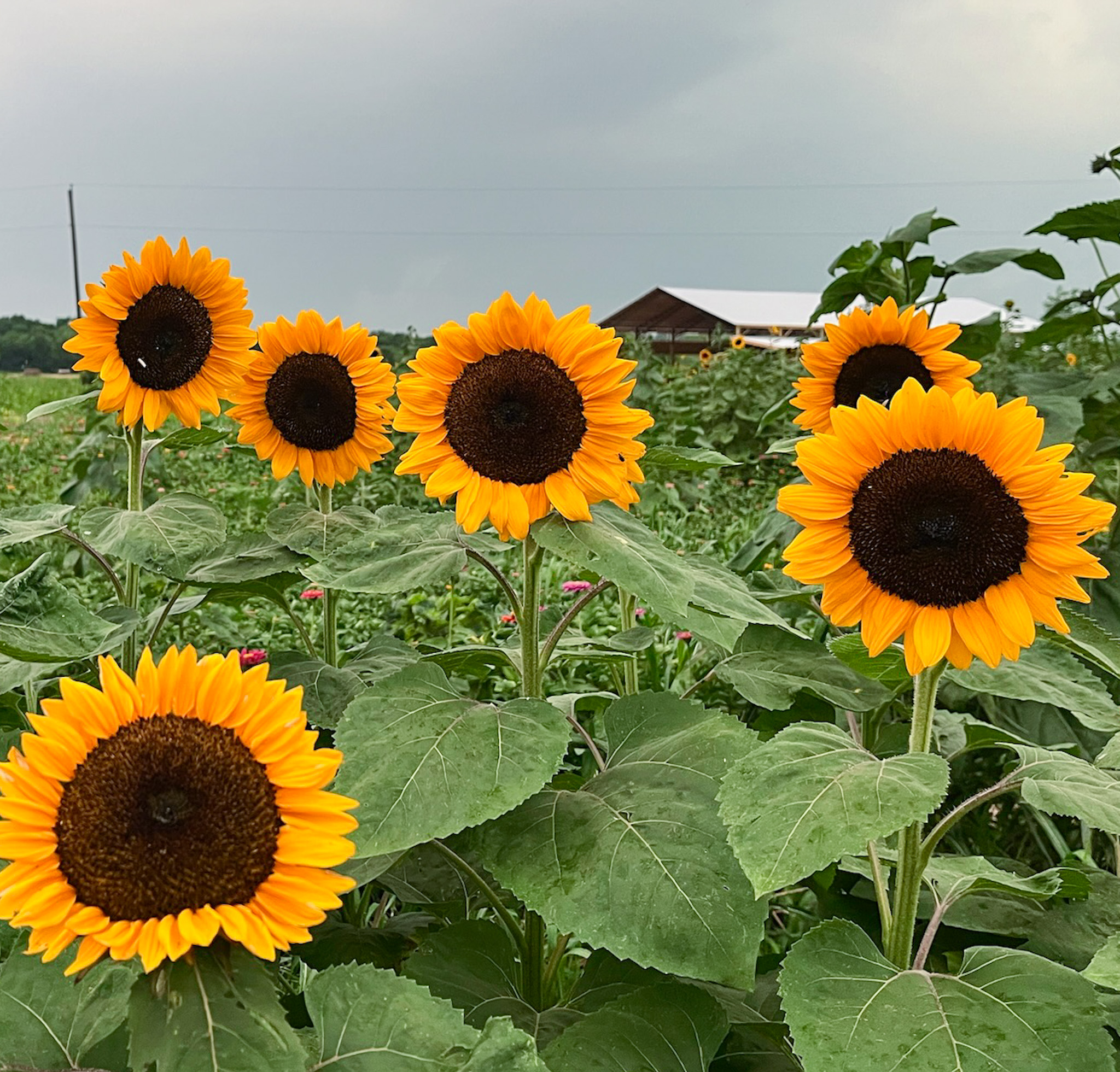 Orange and yellow sunflowers standing tall in a sunflower field near Dallas.