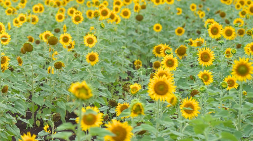 A sunflower field in full bloom near Dallas.