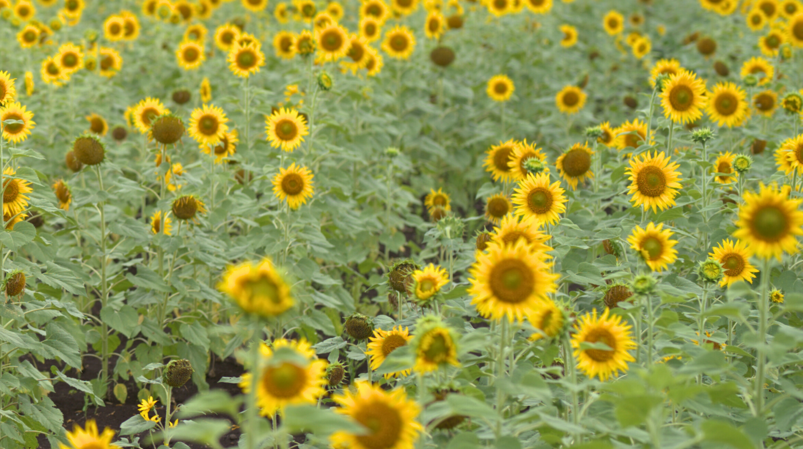Blooming sunflower field in September, with bright yellow flowers stretching across the landscape.