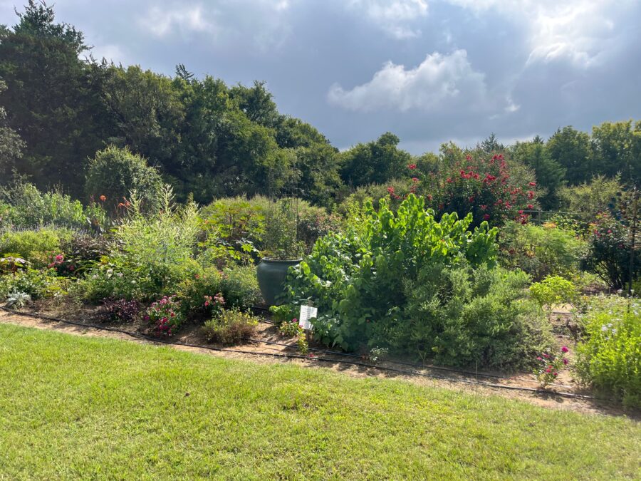 Blooming butterfly garden with flowering plants, bumble bees, and butterflies at Lavender Ridge Farms.