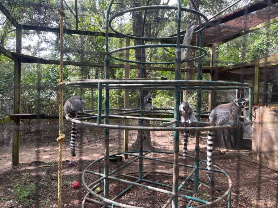 Lemurs sitting on a tiered round metal stand at Lavender Ridge Farms in Texas, with their black-and-white striped tails hanging down.