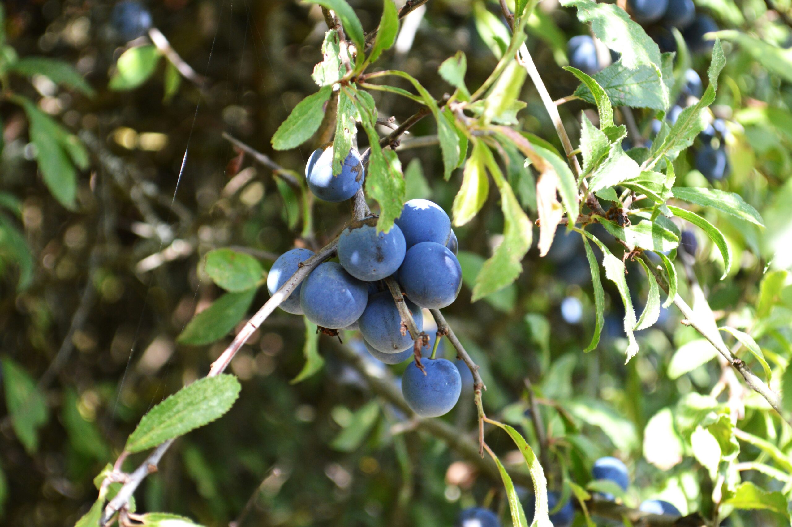Blueberries hang from a branch at a North Texas U-pick farm, one of the seasonal unique-things-to-do-in-dfw for families and friends.