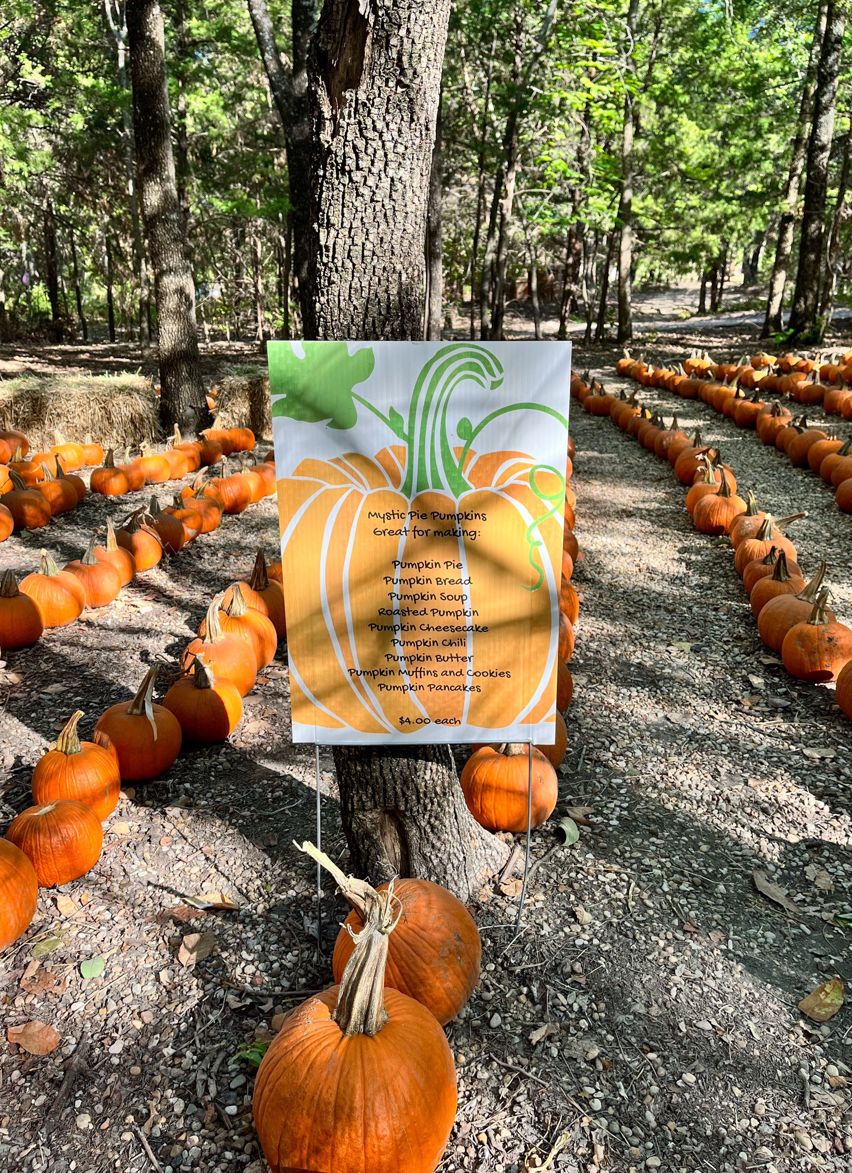 Display of orange pumpkins lined up in rows beneath tree cover.