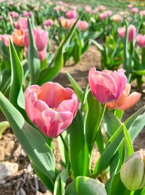 Pink tulips in bloom at one of the many Dallas Farms