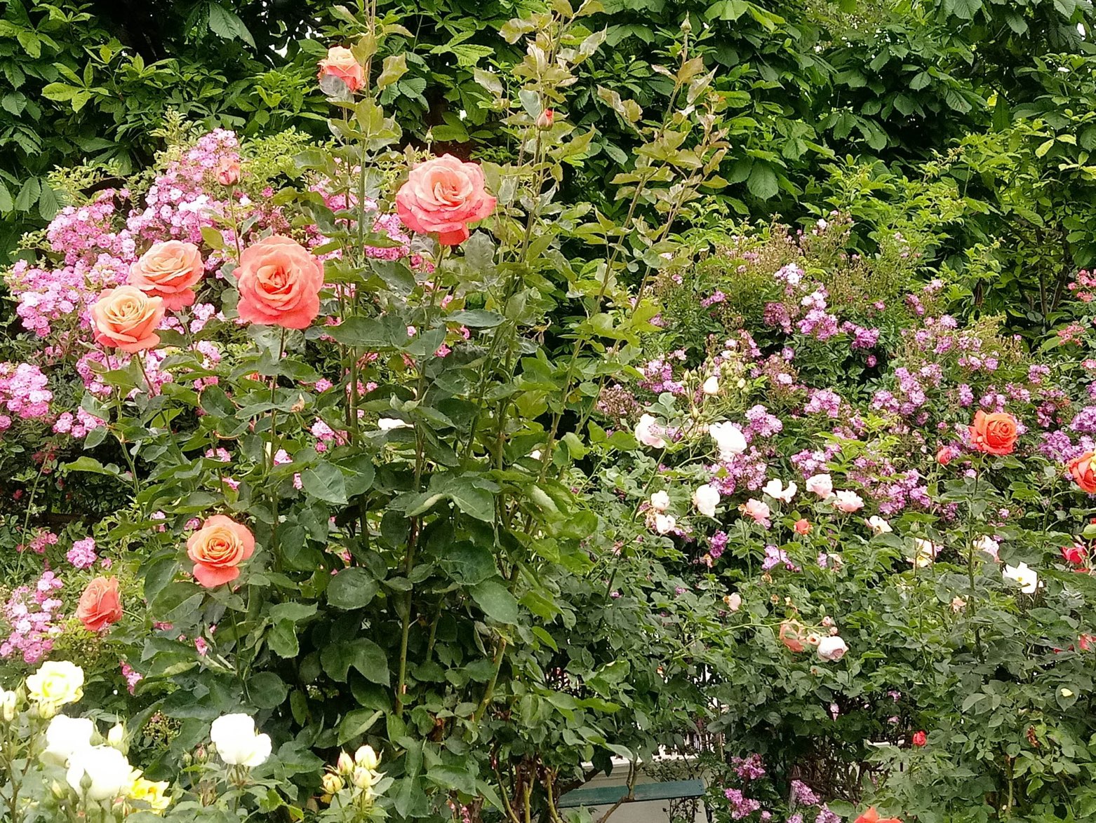 Roses in bloom in a garden at one of the Dallas Farms near Dallas, Texas.